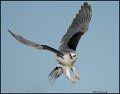_0SB1714 white-tailed kite
